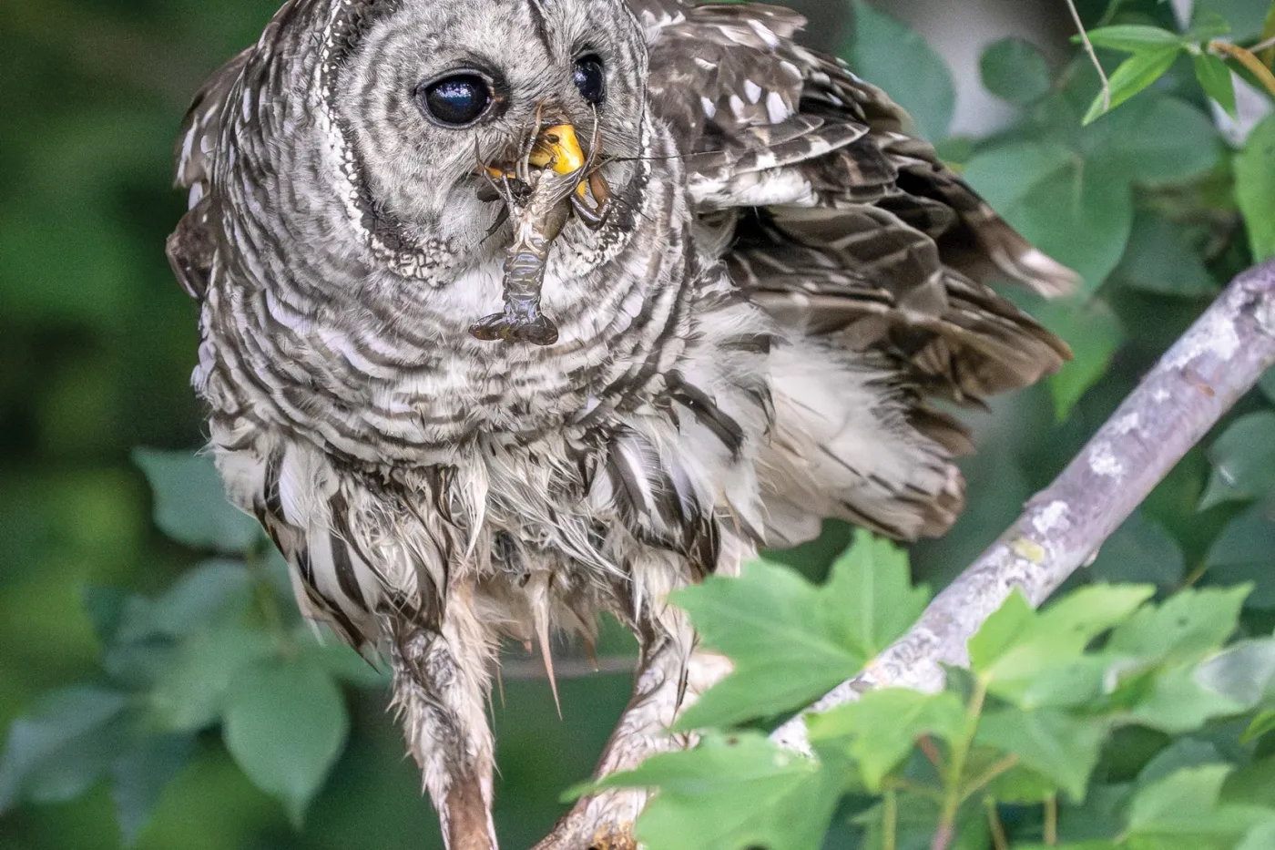 Barred owl sitting on a maple tree with a crawfish in its mouth.