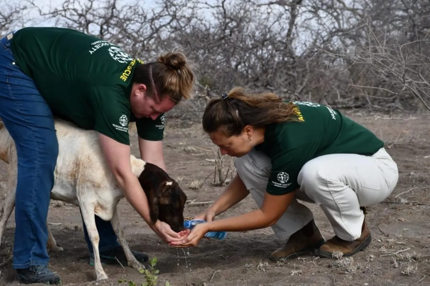 Two people from Humane Society International offer fresh water to a weak sheep
