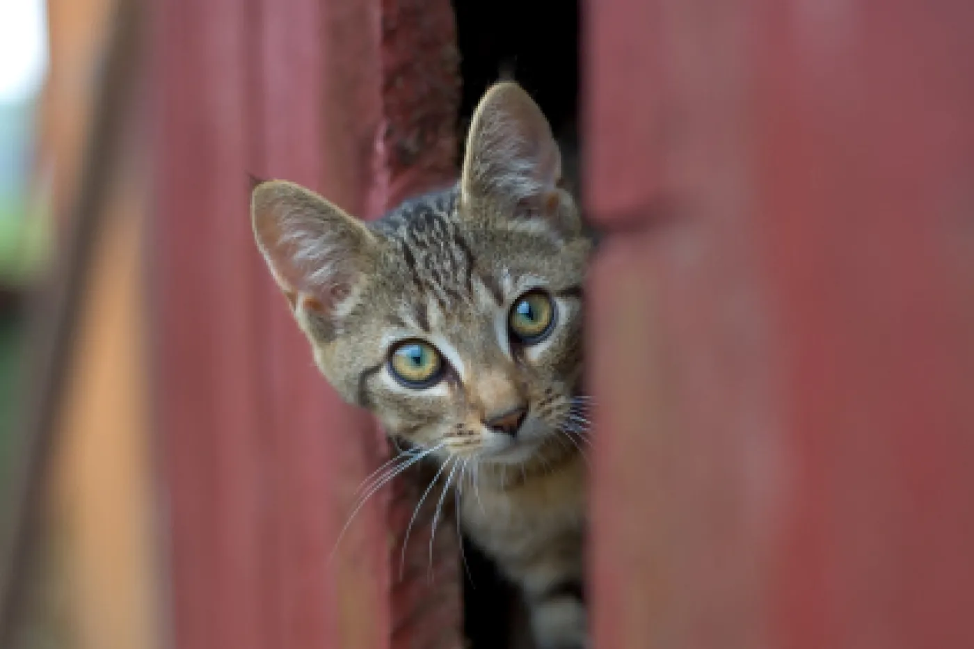 outdoor cat in barn