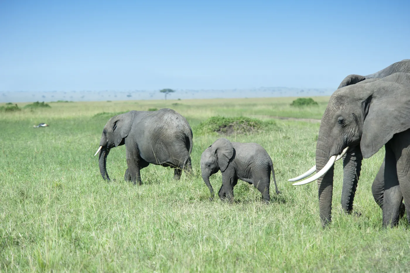 Elephants