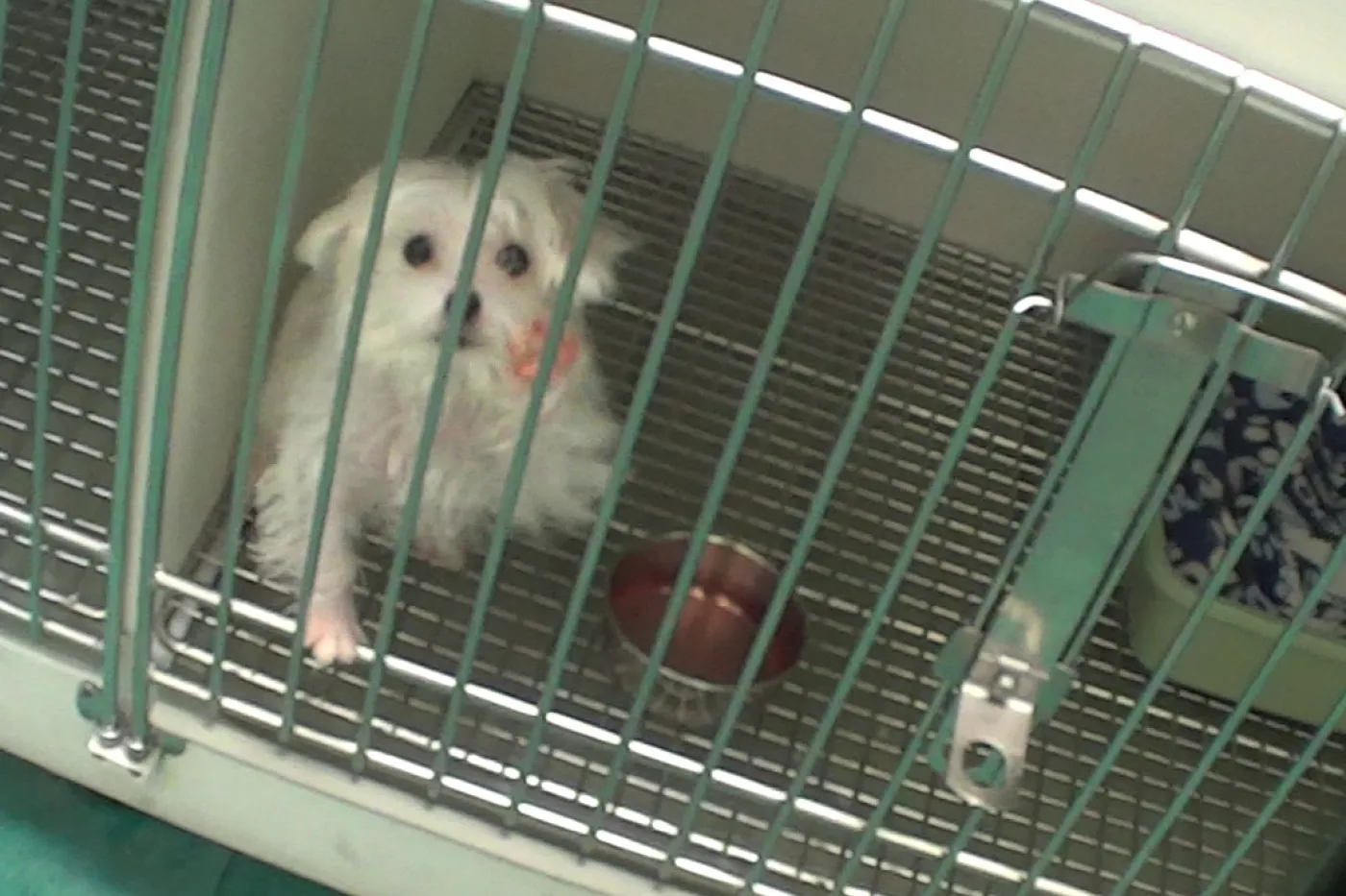 Maltese dog in cage at Petland store