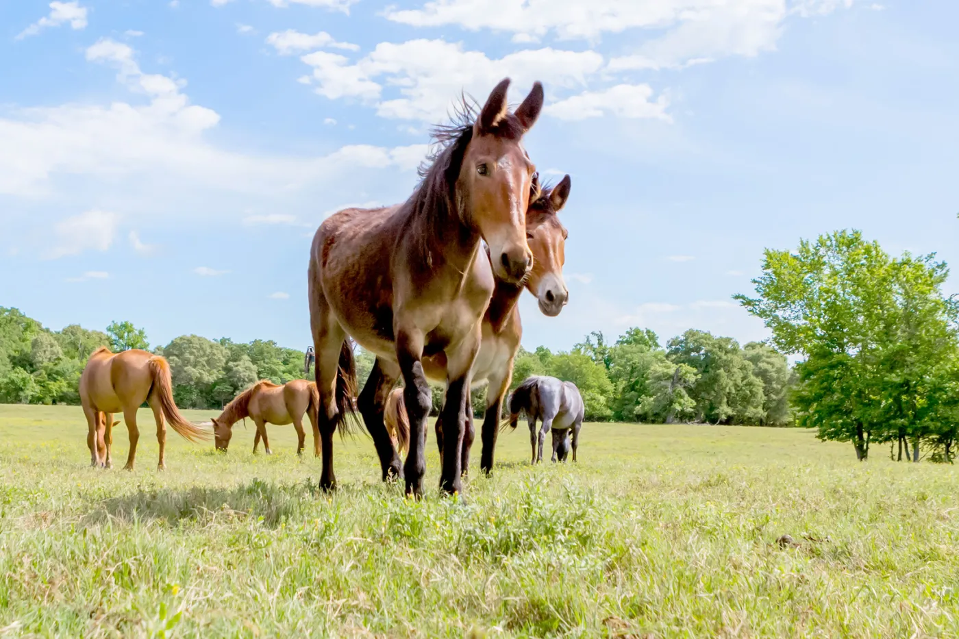 Group of equines at Black Beauty Ranch