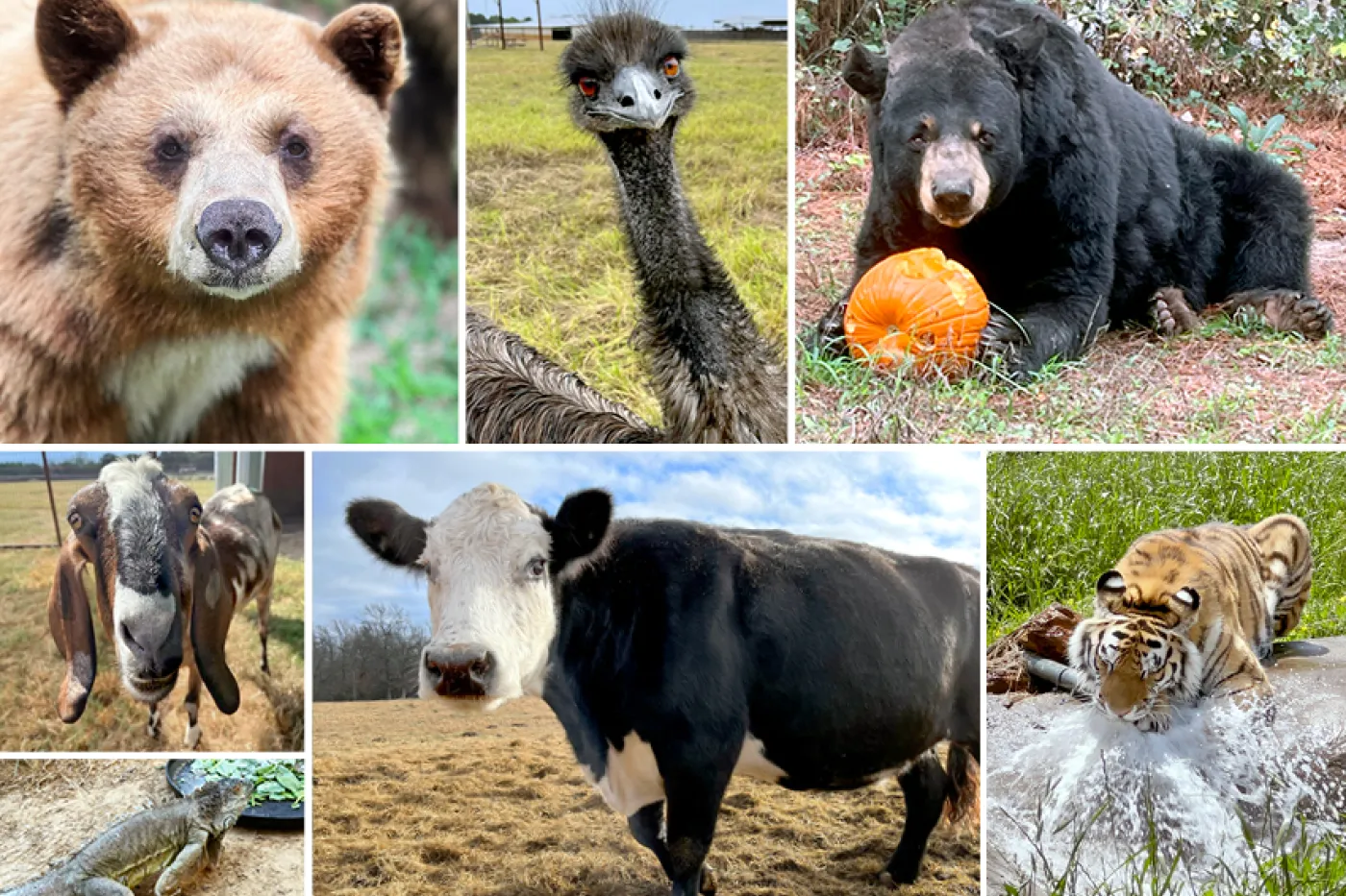 A collage of images including a brown bear, emu, black bear, goat, iguana, cow and tiger
