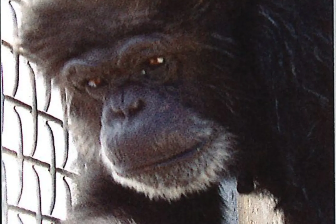 A chimpanzee in a cage