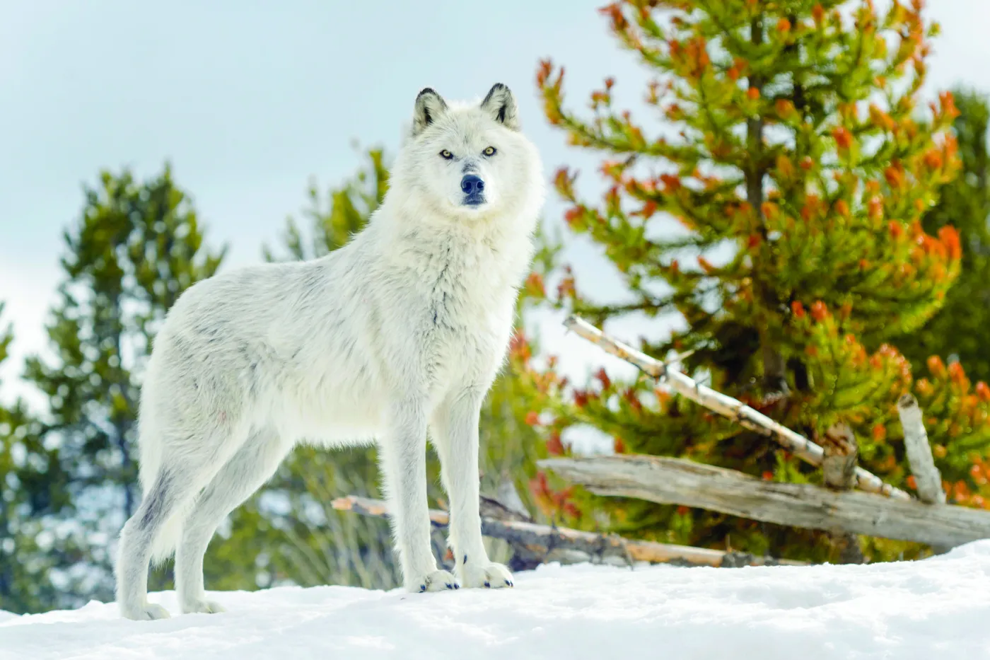 Gray Wolf standing in snow, looking at camera