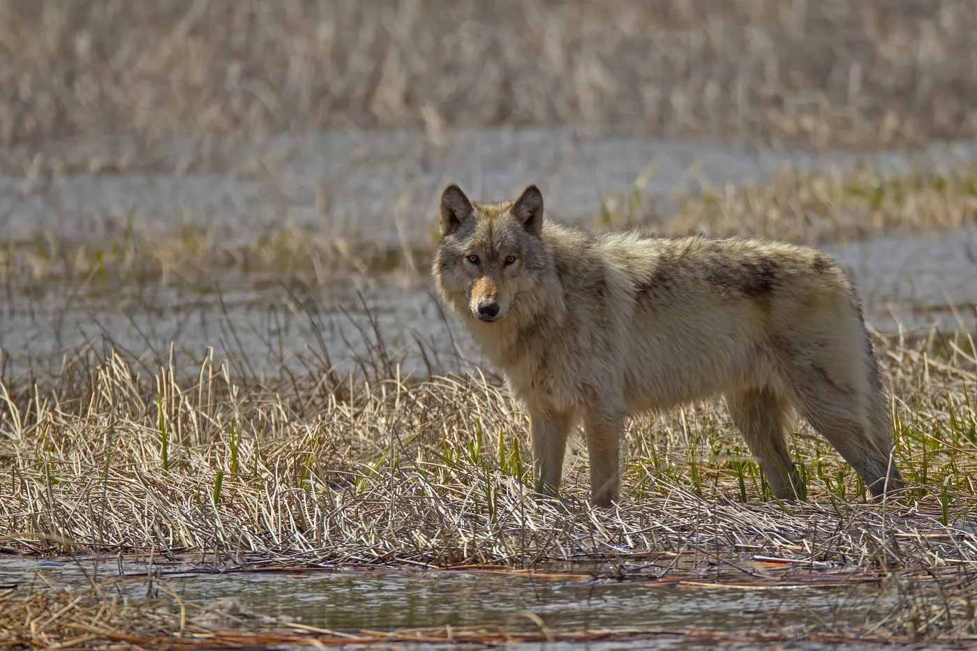 A wolf stands in an open field