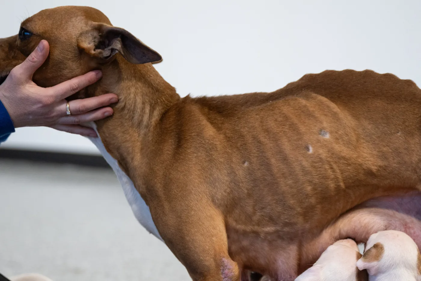 Emaciated mother dog