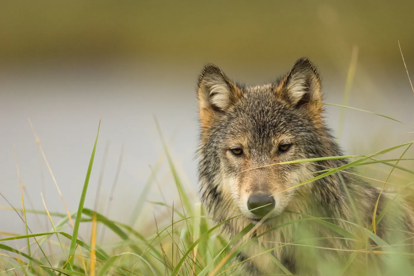 Gray wolf in field