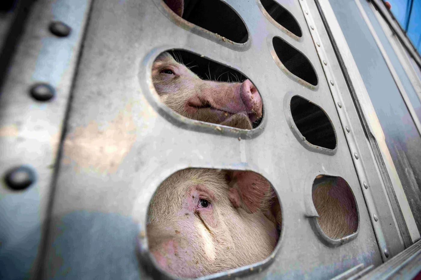 Two pigs confined in a small side
