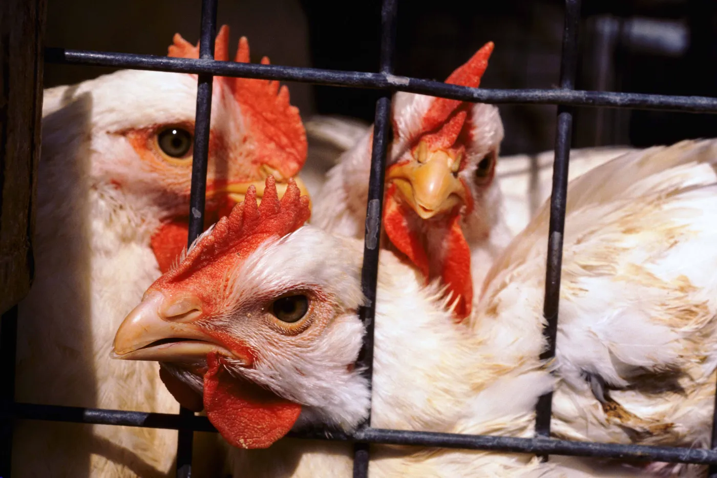 Chickens in a cage