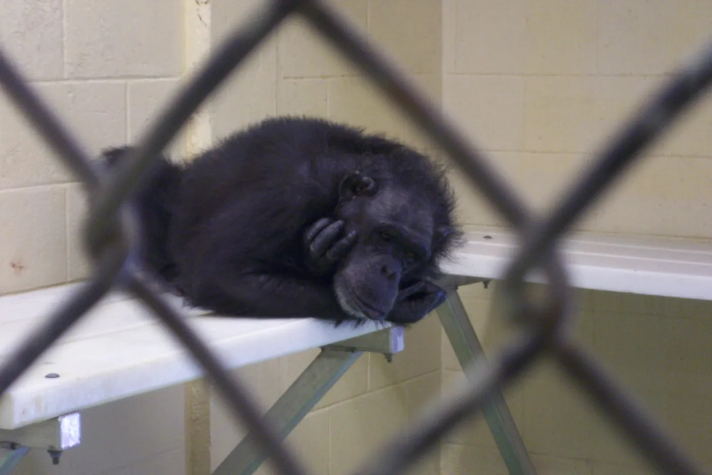 A chimpanzee in a cage