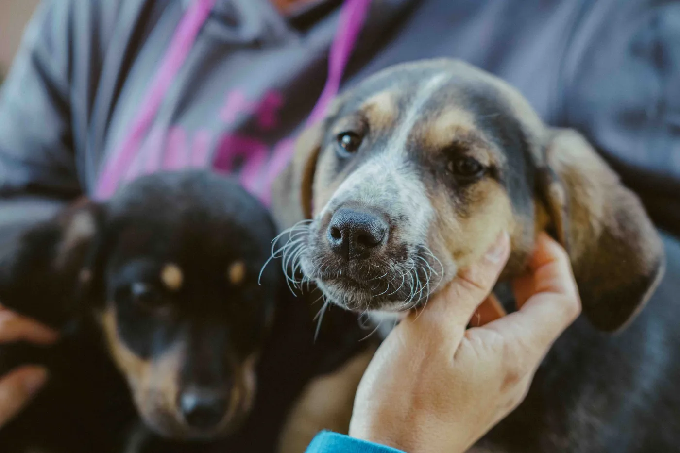 A person holds a dog
