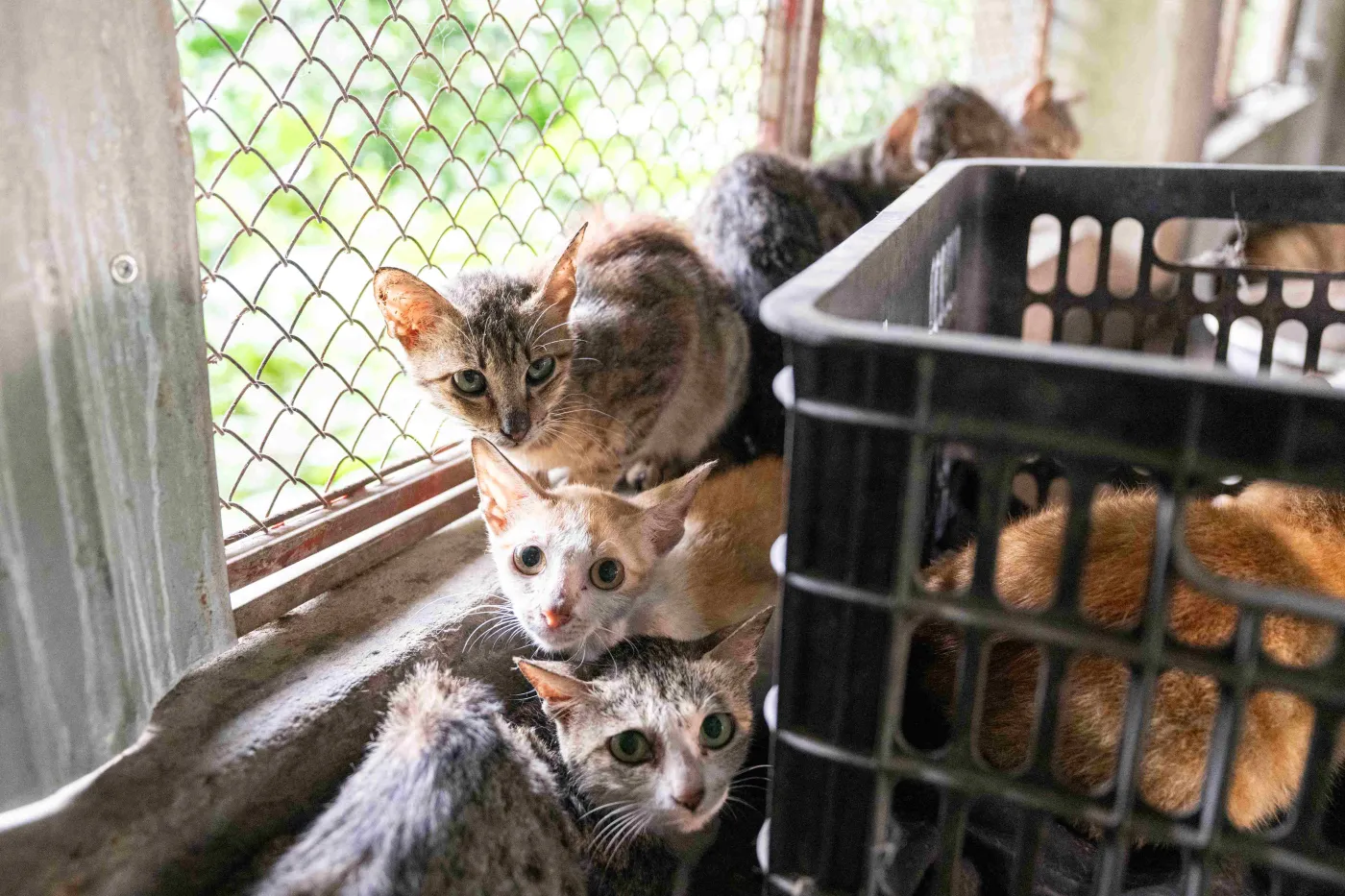A group of cats await rescue at a fattening farm