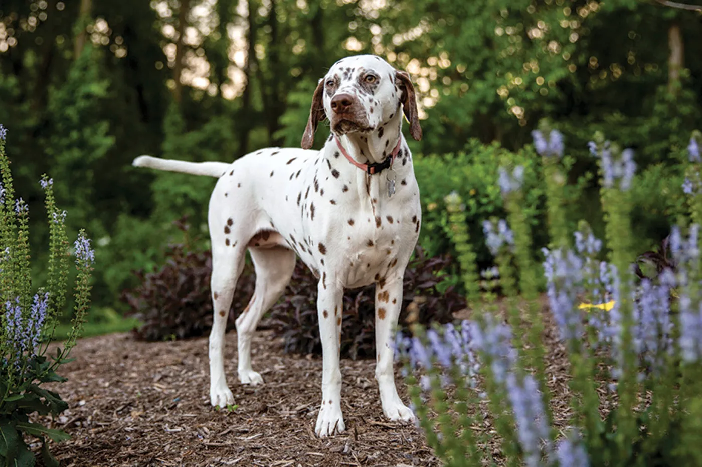 A cute dalmation named Tali stands majestically among trees and purple flowers.