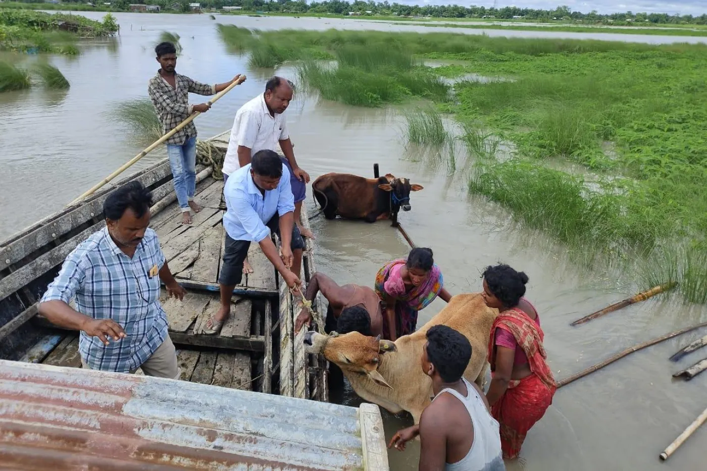 Animals saved after Assam floods