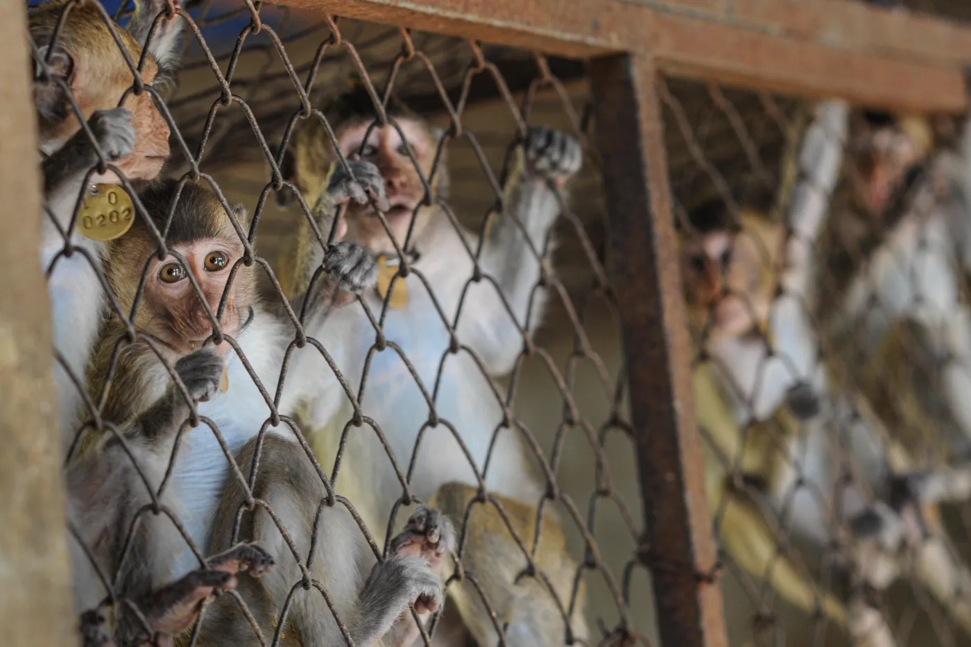 A group of macaques in a cage at a breeding facility