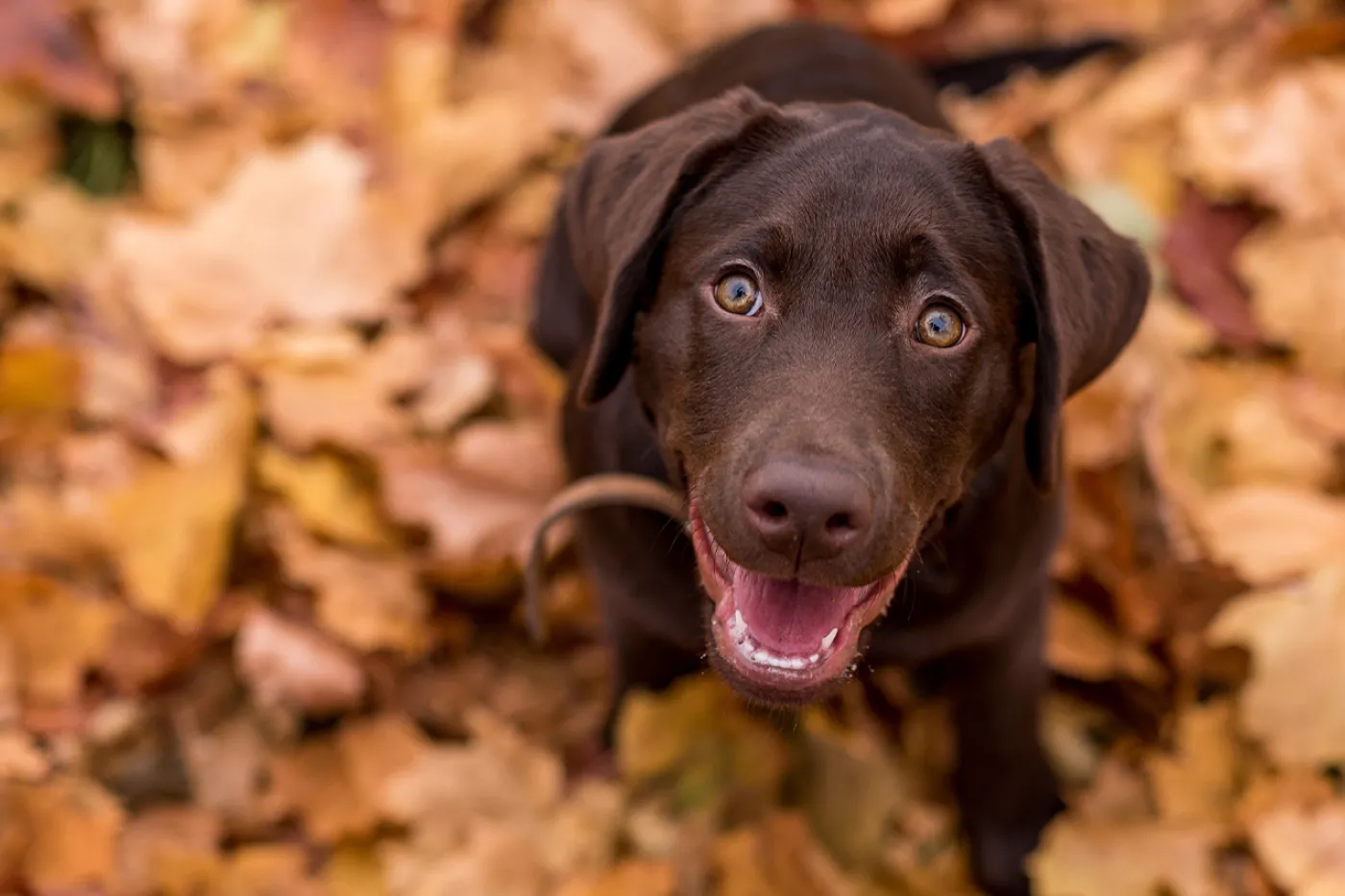 Brown lab puppy dog in fall leaves