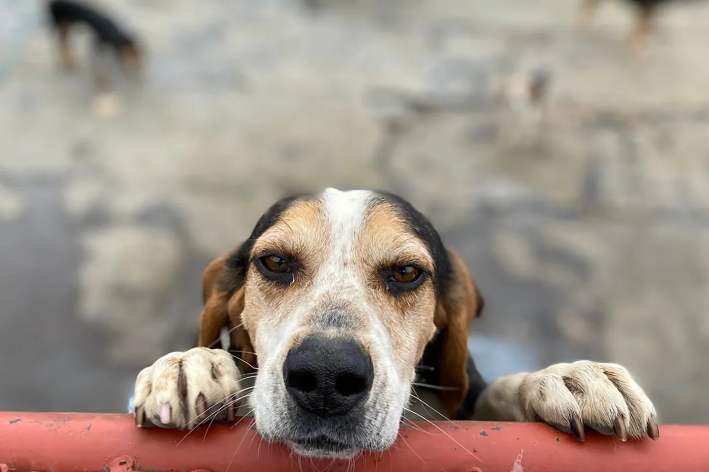 Dog holding pole