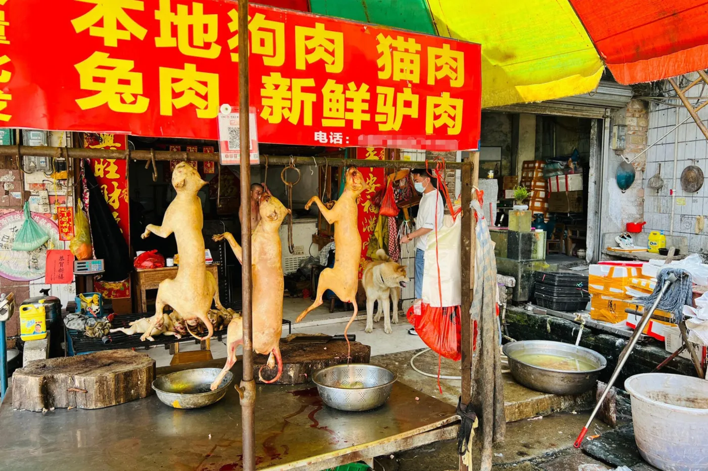 Dog meat