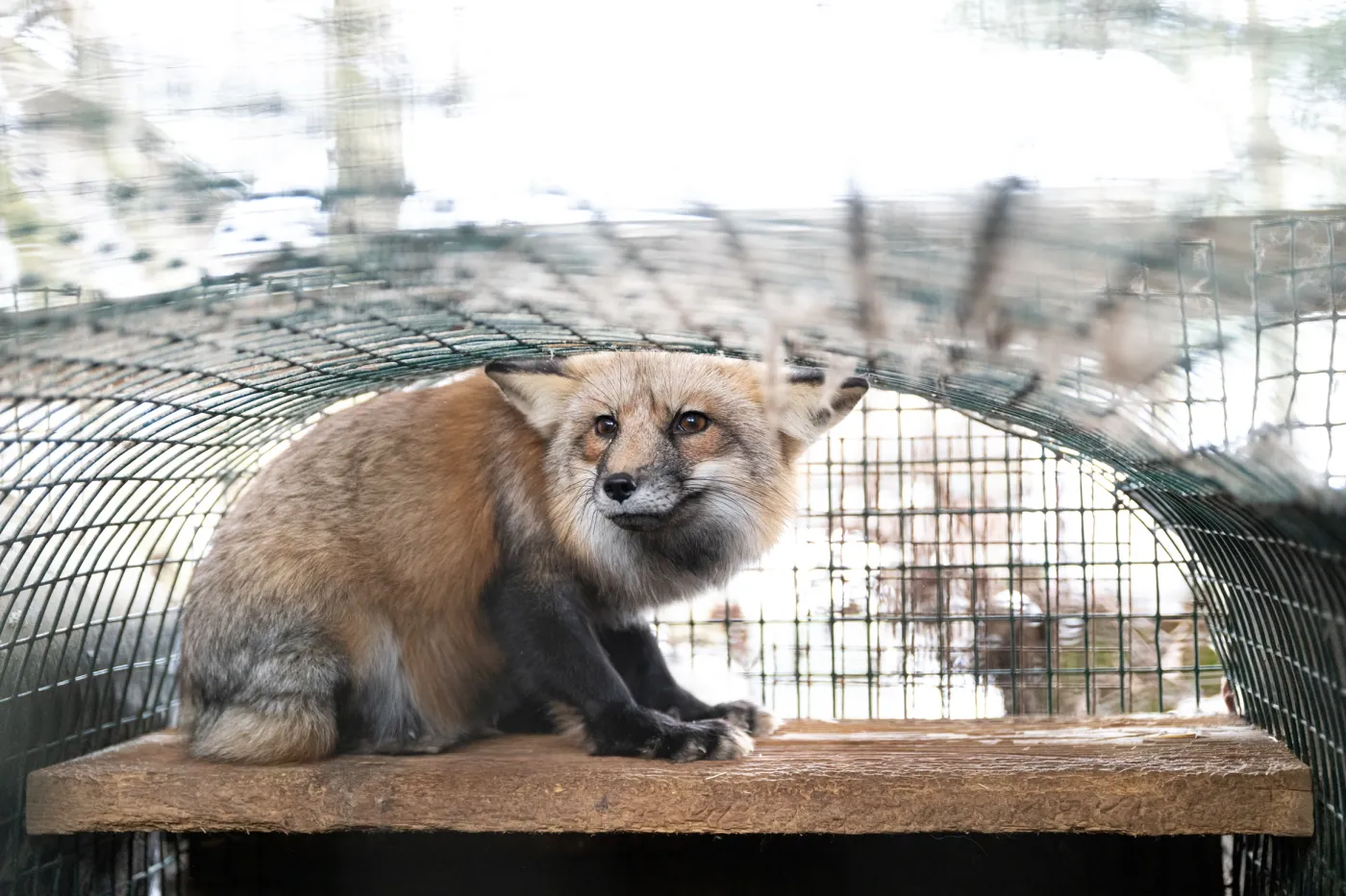 OH Fur Farm Rescue