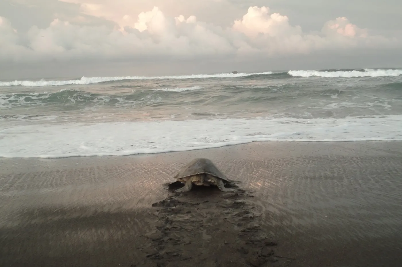 Ostional Wildlife Refugee in Costa Rica