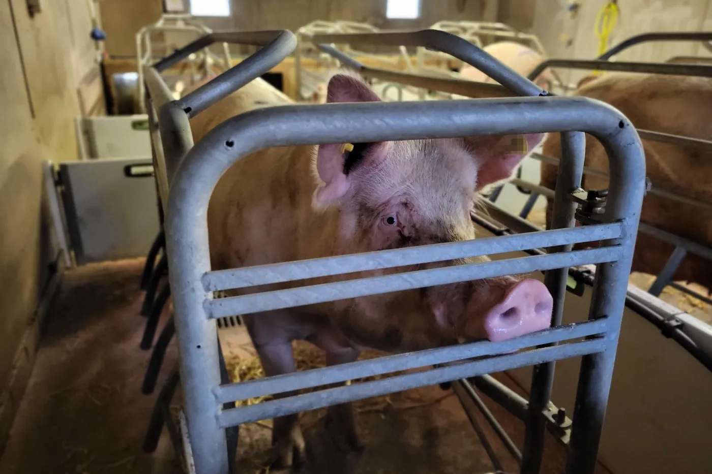 Rescued pig