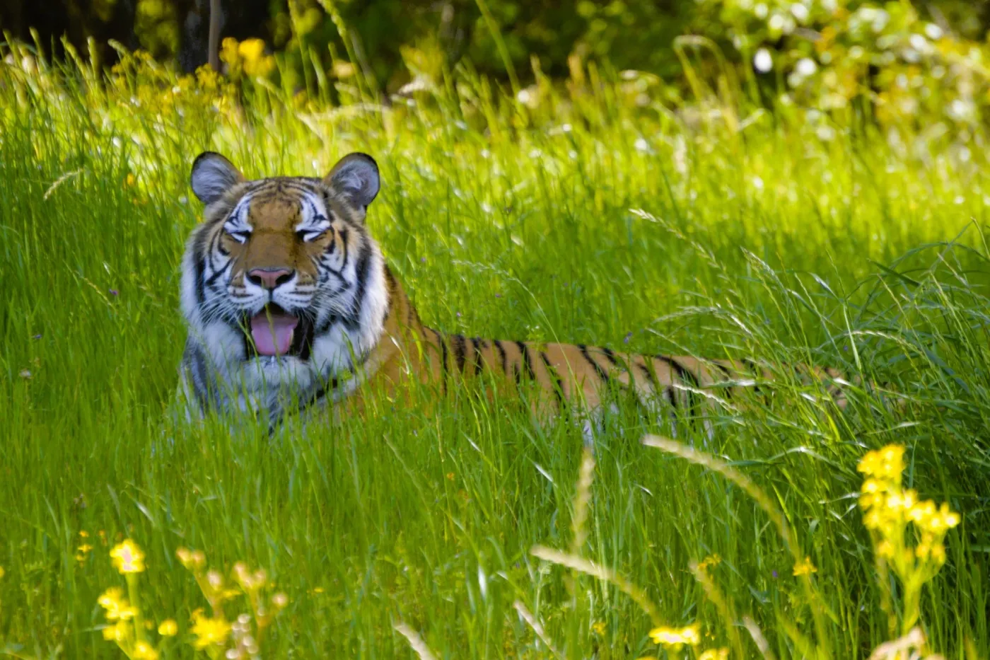 Tiger found outside San Antonio wandering the streets.  Enjoying her 3 acre habitat.  March 2023