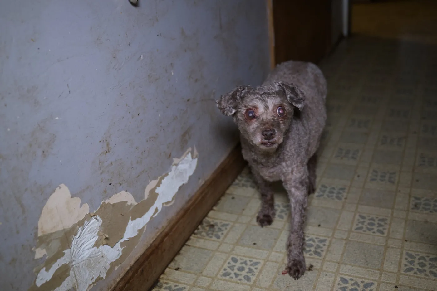 Humane World for Animals assists Sandusky County, Ohio authorities with a large-scale multi-species alleged neglect case. on Tuesday, Feb. 25, 2025 in Clyde