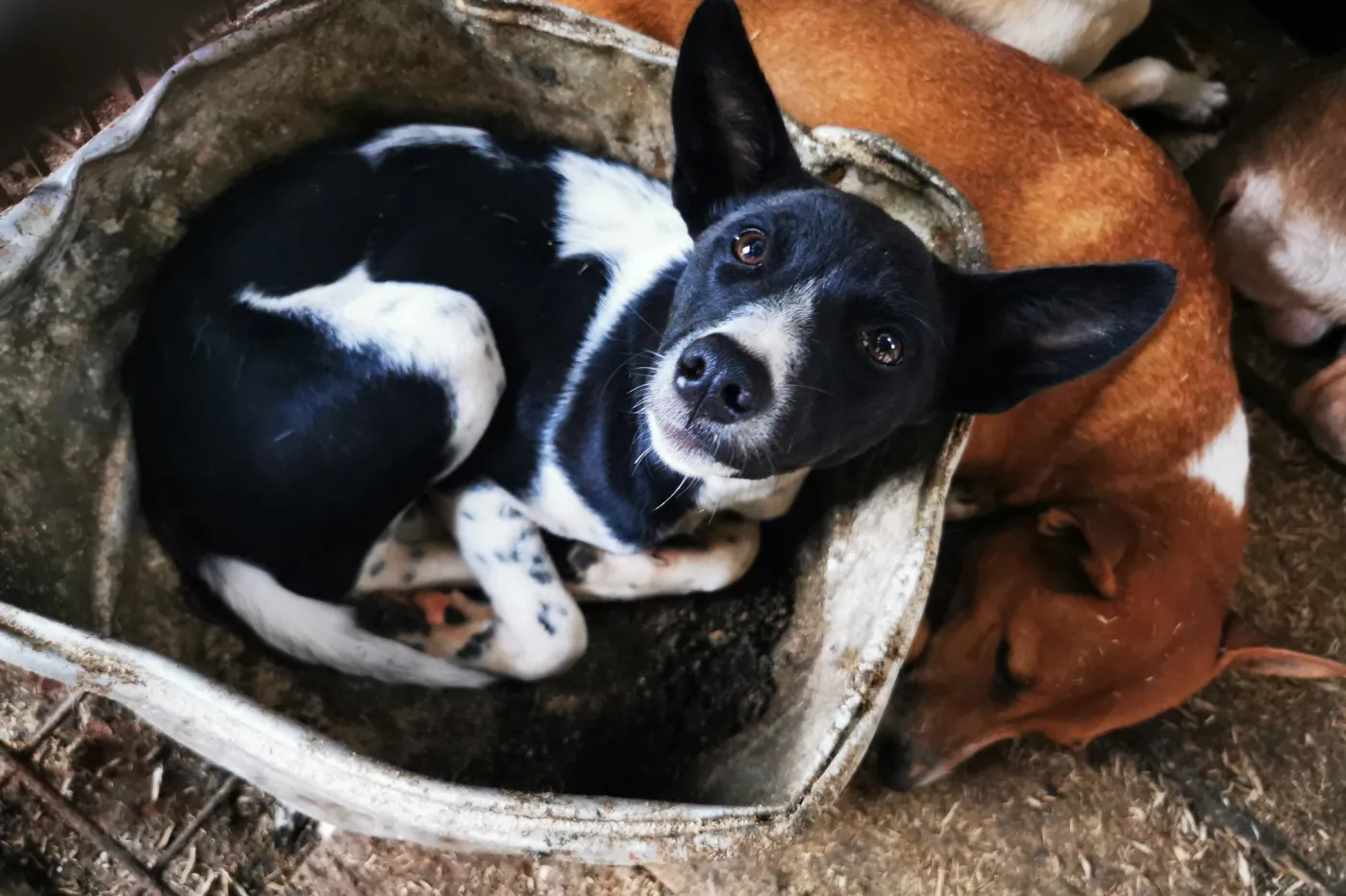 Dogs in the dog meat trade in Indonesia