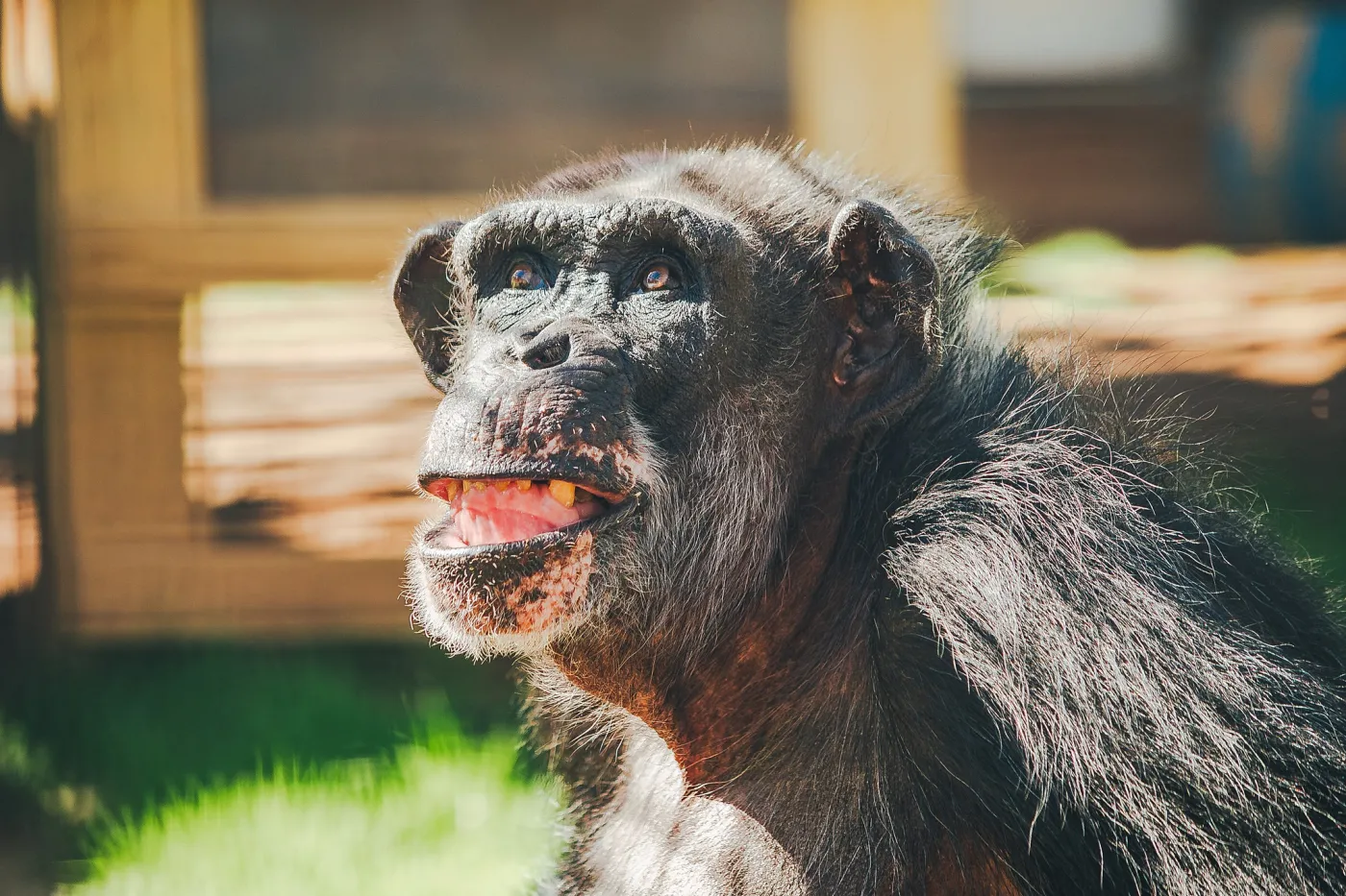 Al, a chimpanzee previously used in experiments at Alamogordo Primate Facility (APF) moved to Chimp Haven sanctuary in February 2025.