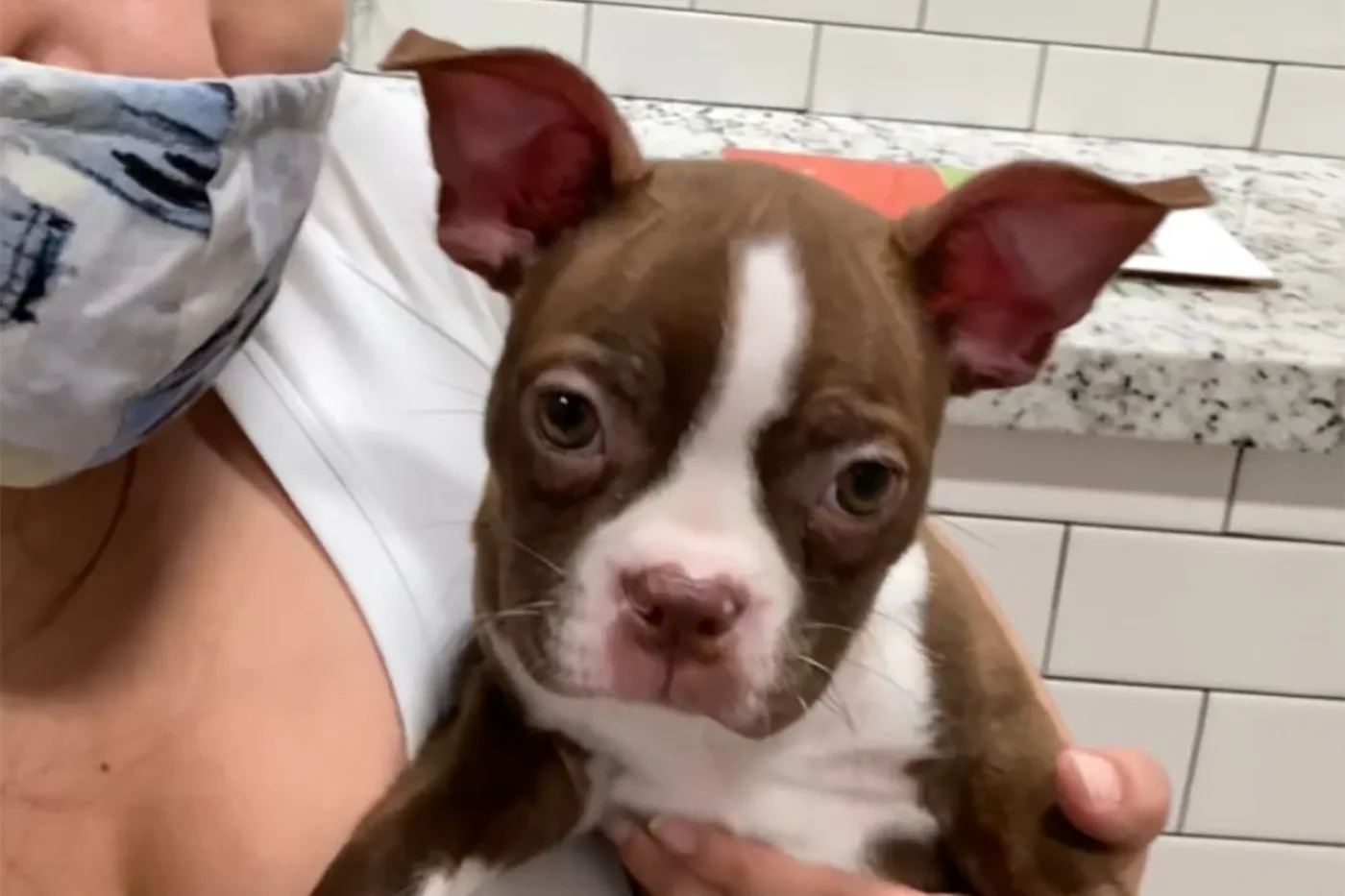Tyler, a sick puppy from Petland Texas