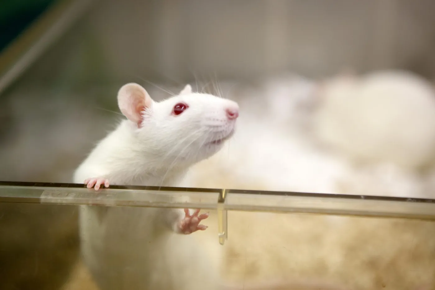 Rat