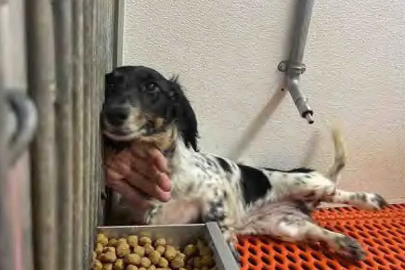 Puppy mill dog in enclosure