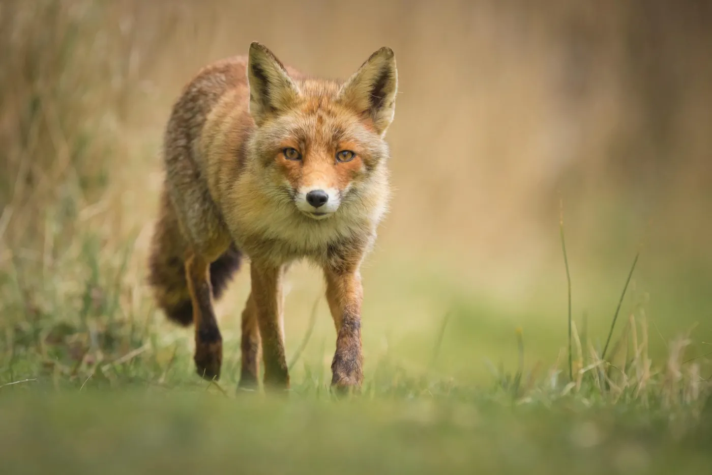 Fox