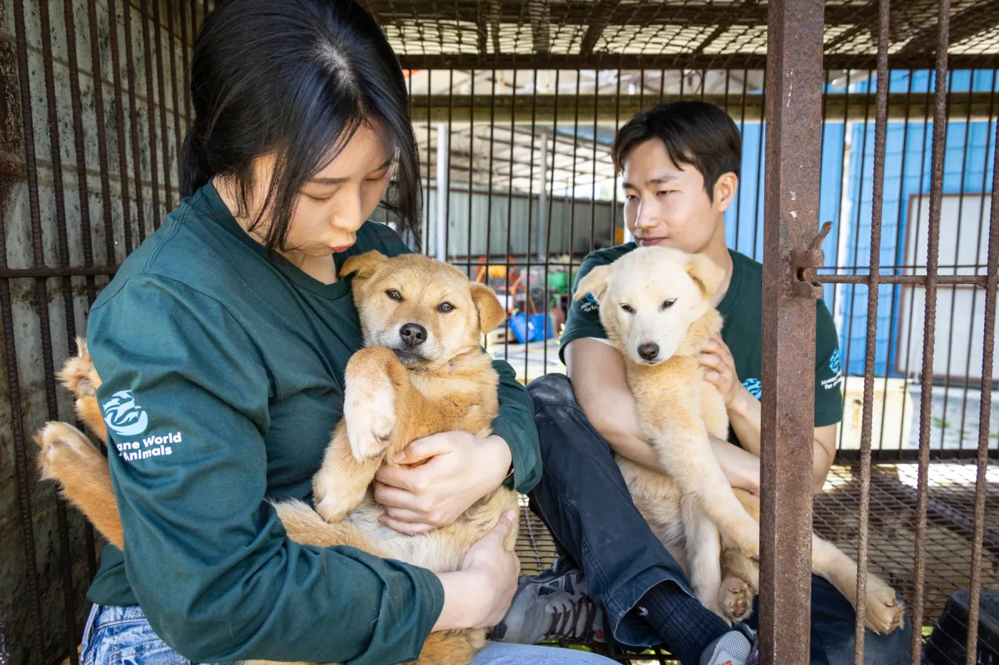 A man and woman in green Humane World windbreakers rescue white dogs from a dog meat farm and free them from their cage