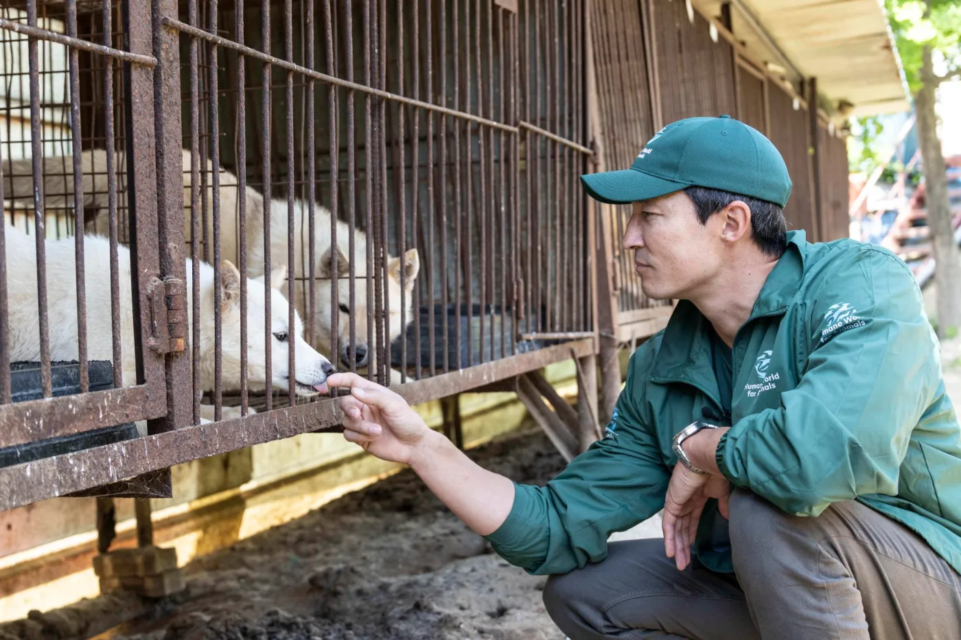 Daniel Henney at a dog meat farm in South Korea