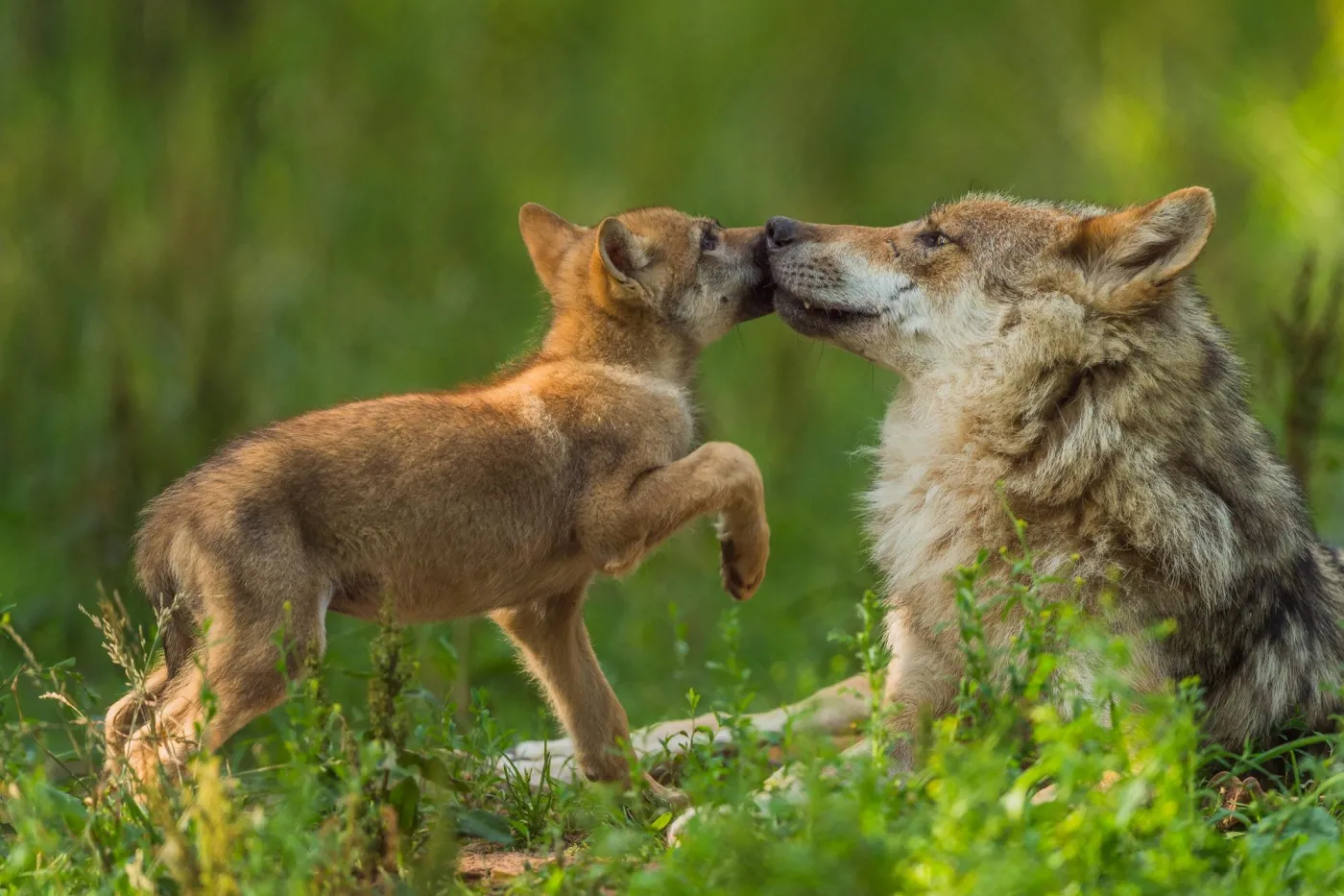 Wolves