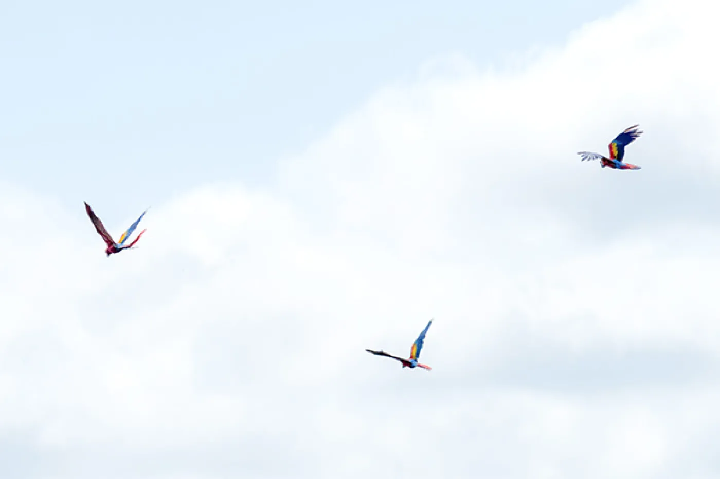Three scarlet macaws flying free in the air.