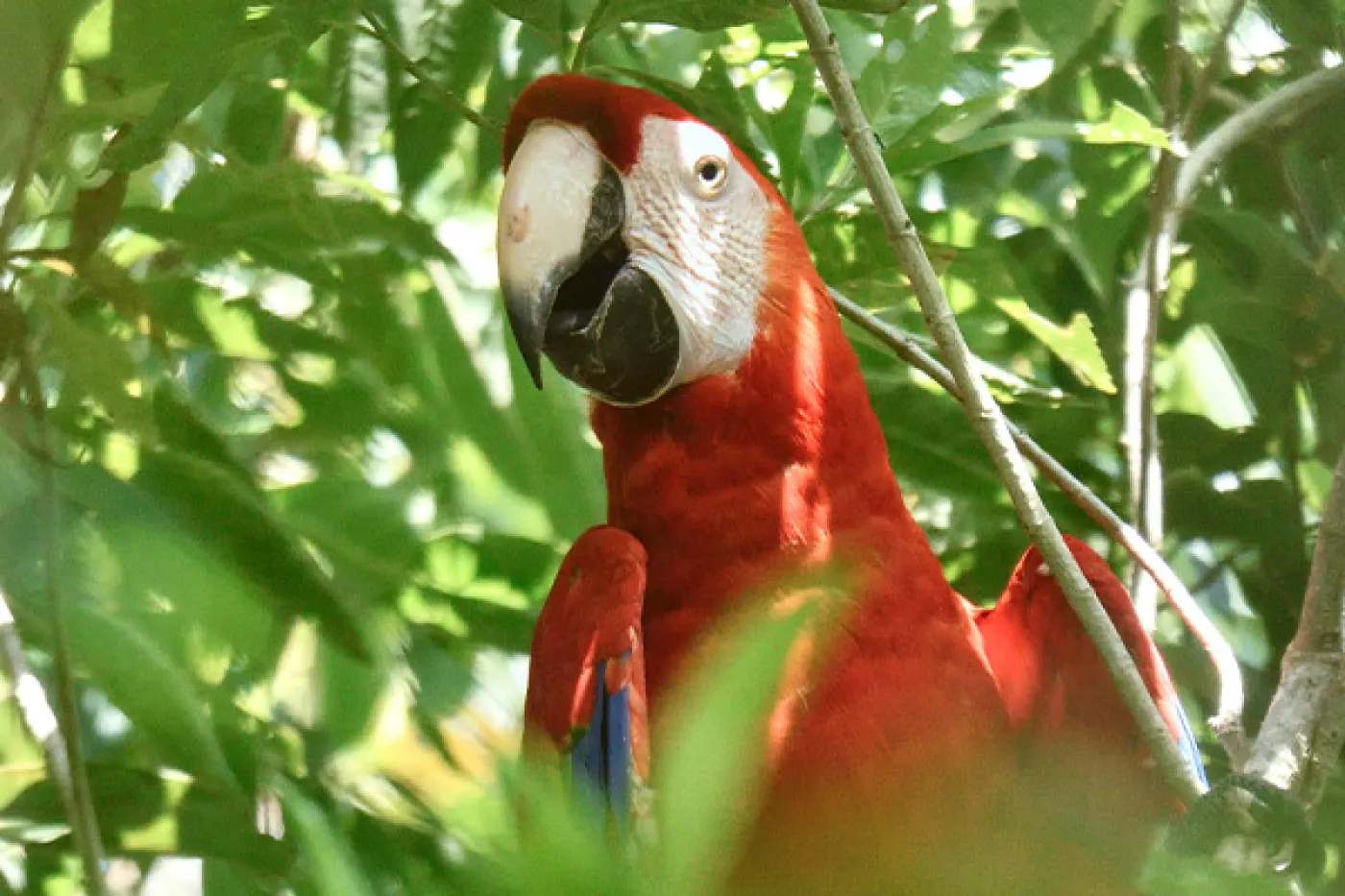 A newly released scarlet macaw settled in a tree