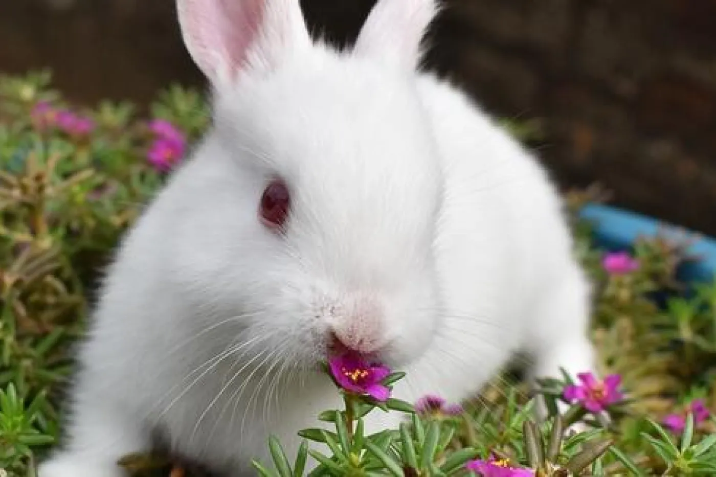 rabbit, bunny