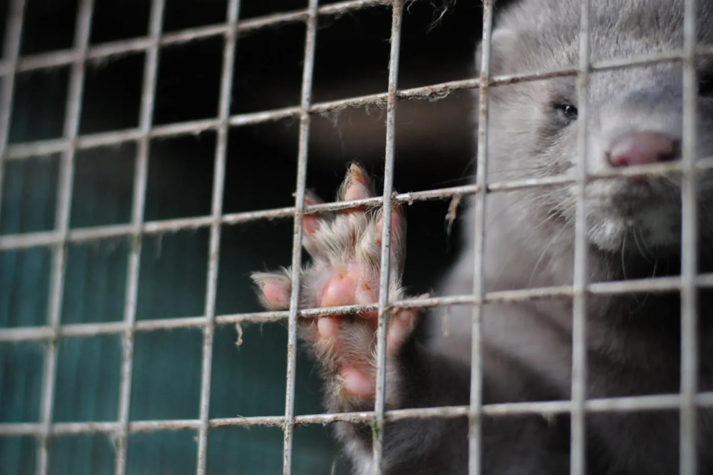 A close up photo of a mink in a dirty cage