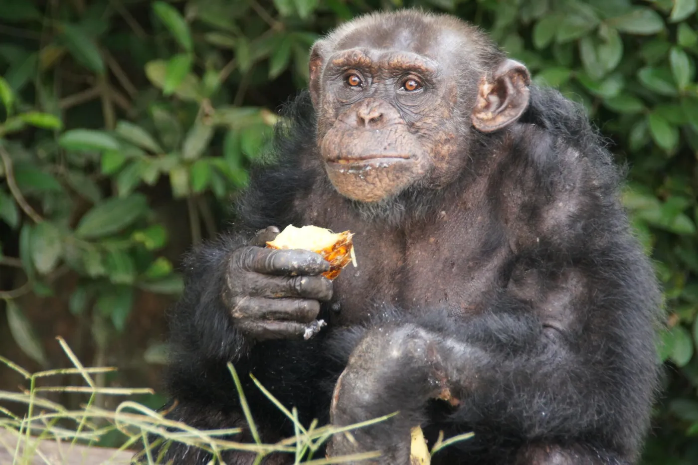 a chimpanzee holding a piece of fruit