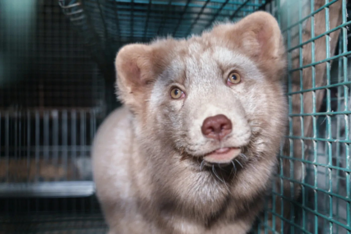 Fox fur farm investigation in Finland, carried out by Humane World for Animals in collaboration with Finnish animal protection group Oikeutta eläimille in late October 2024.