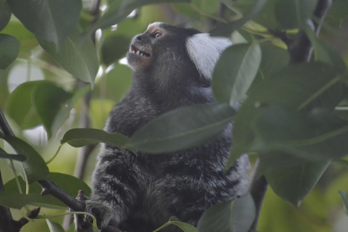 a monkey in a tree