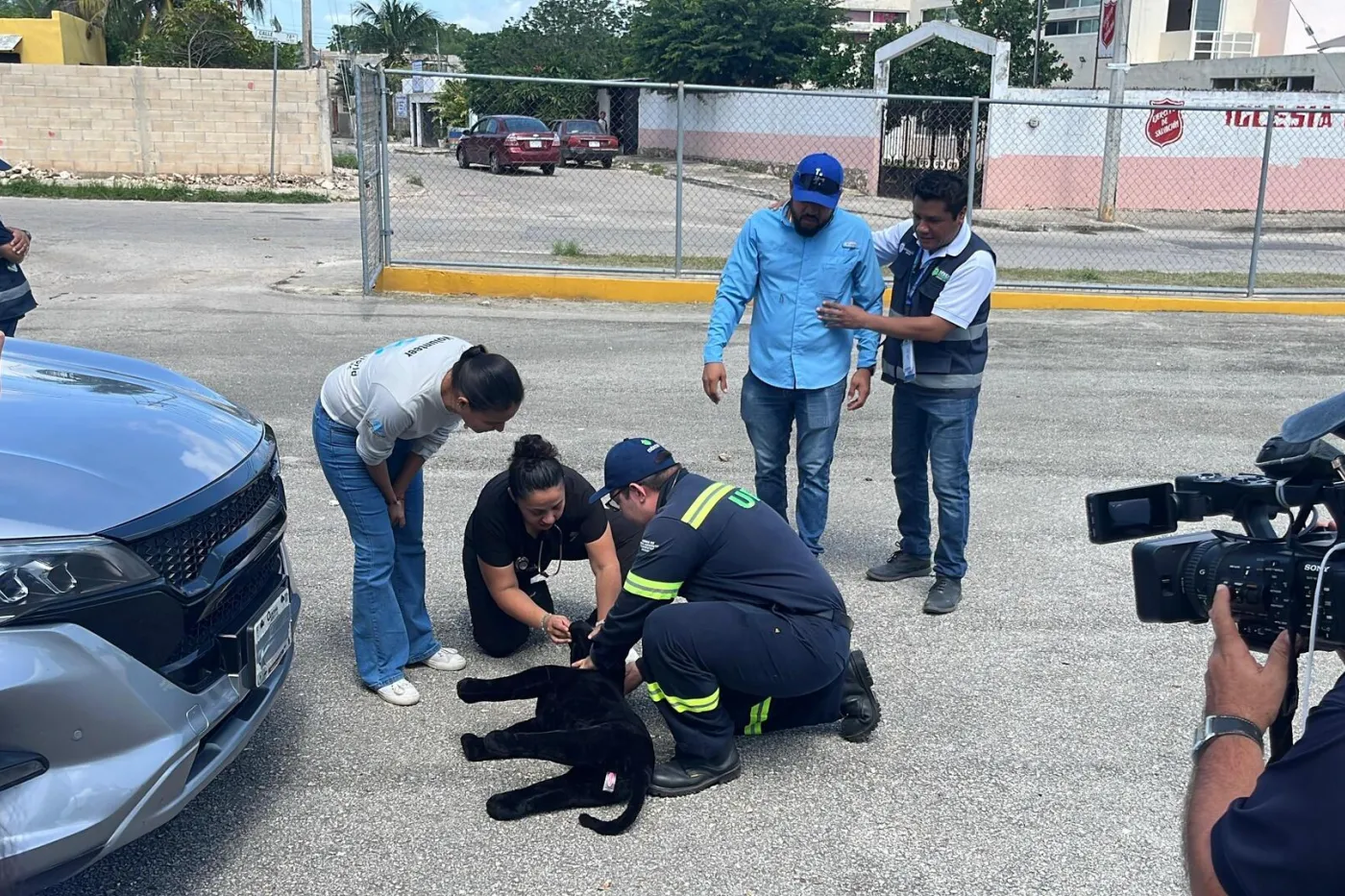Hurricane drill in Merida, Yucatan, Mexico. Dog hit by a car