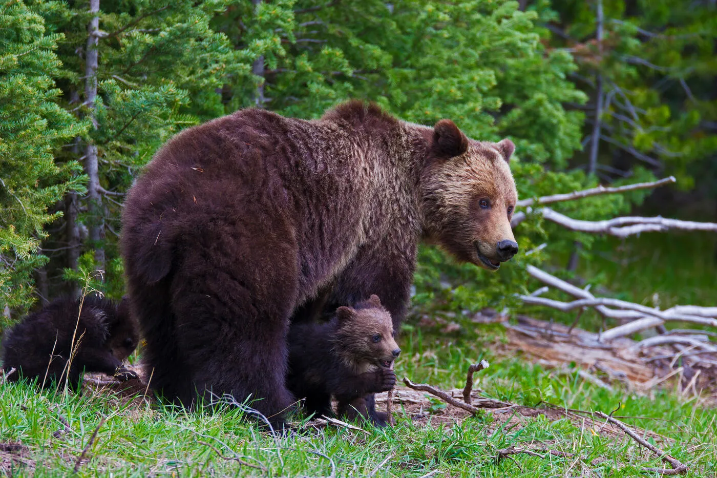 Wild grizzly bears at Yellowstone National Park in Wyoming.