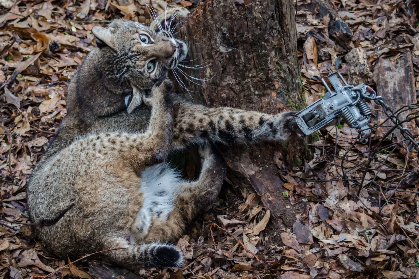 Distressed bobcat caught in an animal trap in a forested area.