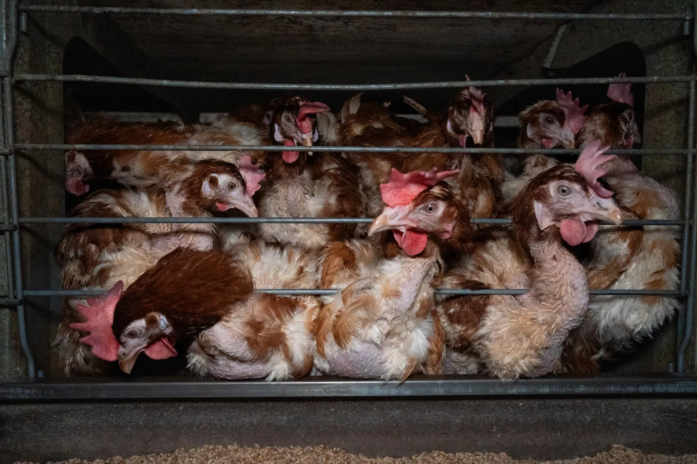 Laying hens exhibiting feather loss press against the bars of a crowded cage at an egg farm.