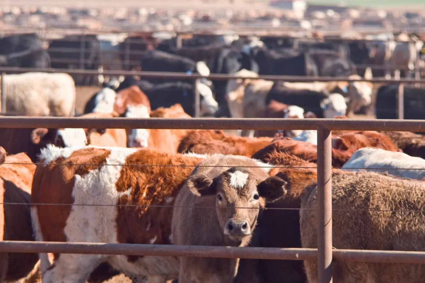 Cows in a feed lot