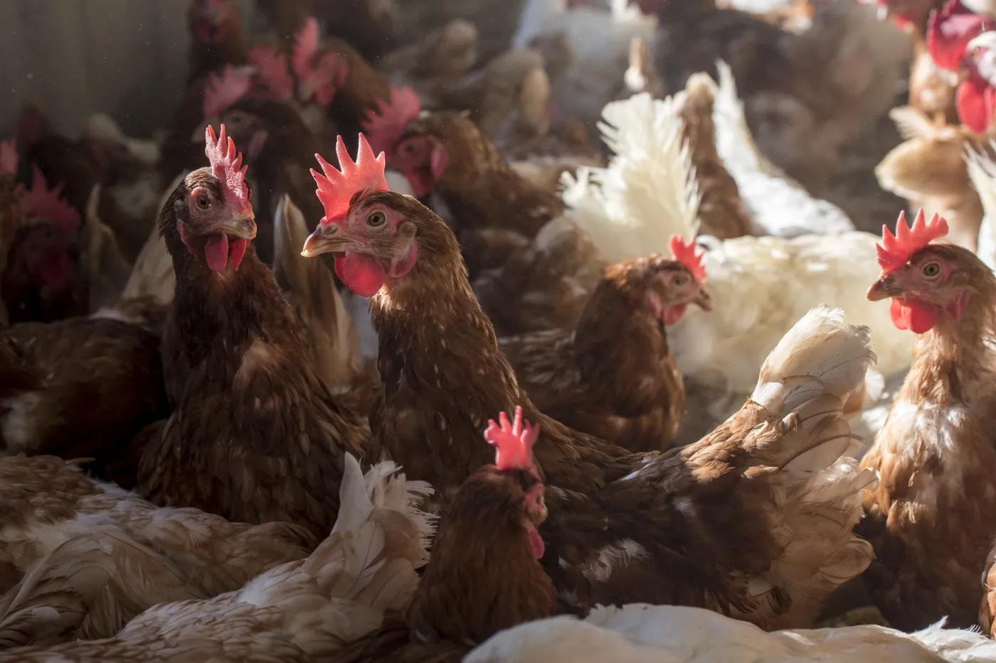 Chickens